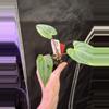 plant/❤️‍🩹black pap x fsrl Fs self-0-thumbnail
