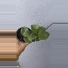 plant/4” Hoya ‘Chelsea’-2-thumbnail