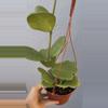 plant/6” Hoya ‘Kerrii’-3-thumbnail