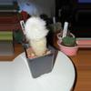 plant/Fuzzy Old Man-0-thumbnail