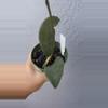 plant/4” Hoya ‘Fraterna’-0-thumbnail