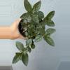 plant/4” Mint ‘Chocolate’-0-thumbnail