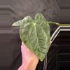 plant/Lost tag 5-0-thumbnail