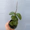 plant/4” Hoya ‘Chelsea’-0-thumbnail
