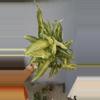 plant/5” Syngonium Podophyllum ’Staright’-0-thumbnail