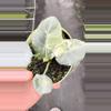 plant/Maharani albo corm grown -0-thumbnail