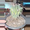 plant/XL Variegated Ferocactus-0-thumbnail