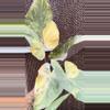 plant/Large variegated metal head-0-thumbnail