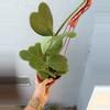 plant/6” Hoya ‘Kerrii’-2-thumbnail