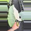plant/Rare variegated albo  Alocasia alba-0-thumbnail