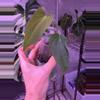 plant/Mutant ?-0-thumbnail