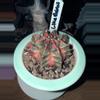plant/Little Rabbit Clone-1-thumbnail