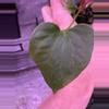 plant/Mutant pap 2 x Gatorbod-2-thumbnail