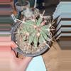 plant/XL Variegated Ferocactus-1-thumbnail