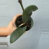 plant/4” Hoya ‘Fraterna’-1-thumbnail