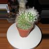 plant/Mammillaria with Pup on Top-0-thumbnail