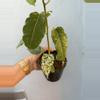 plant/5” Ficus ‘Aspera’ Variagated-2-thumbnail