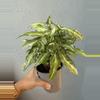 plant/5” Syngonium Podophyllum ’Staright’-1-thumbnail