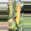 plant/Large philo brown beauty -0-thumbnail