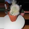 plant/Mammillaria with Pups-0-thumbnail