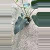 plant/Flat sinus avium crystal x bvep-0-thumbnail