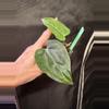 plant/Lost tag 8-0-thumbnail