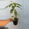 plant/5” Ficus ‘Aspera’ Variagated-1-thumbnail