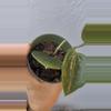 plant/4” Hoya ‘Parasitica’-2-thumbnail