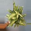 plant/5” Syngonium Podophyllum ’Staright’-2-thumbnail