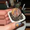 plant/Sepia Clone-1-thumbnail