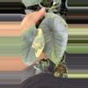 plant/Melo Aurea -0-thumbnail