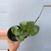 plant/4” Hoya ‘Chelsea’-1-thumbnail