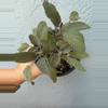 plant/4” Sage ‘Purpurascens’-0-thumbnail