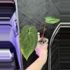 plant/❤️‍🩹Pap RA 6 x rvdp-0-thumbnail