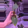 plant/Mutant pap 2 x Gatorbod-1-thumbnail