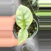 plant/Silver dragon Aurea 2 plants -0-thumbnail