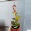 plant/6” Hoya ‘Kerrii’-1-thumbnail