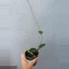 plant/4” Hoya ‘Parasitica’-1-thumbnail