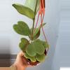 plant/6” Hoya ‘Kerrii’-0-thumbnail