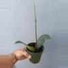 plant/4” Hoya ‘Fraterna’-2-thumbnail