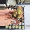 plant/Cereus Repandus-0-thumbnail