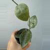 plant/4” Hoya ‘Parasitica’-0-thumbnail