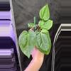 plant/Lost tag 6-0-thumbnail