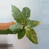 plant/5” Ficus ‘Aspera’ Variagated-0-thumbnail