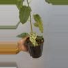 plant/5” Ficus ‘Aspera’ Variagated-3-thumbnail