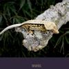 plant/Maisel-0-thumbnail