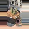 plant/Huernia Pranburi Pattern hybrid-0-thumbnail
