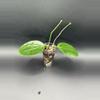 plant/Hoya Genieve # 500-0-thumbnail