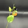 plant/Hoya Iris Marie-0-thumbnail