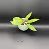 plant/Hoya Finlaysonii 0724-0-thumbnail